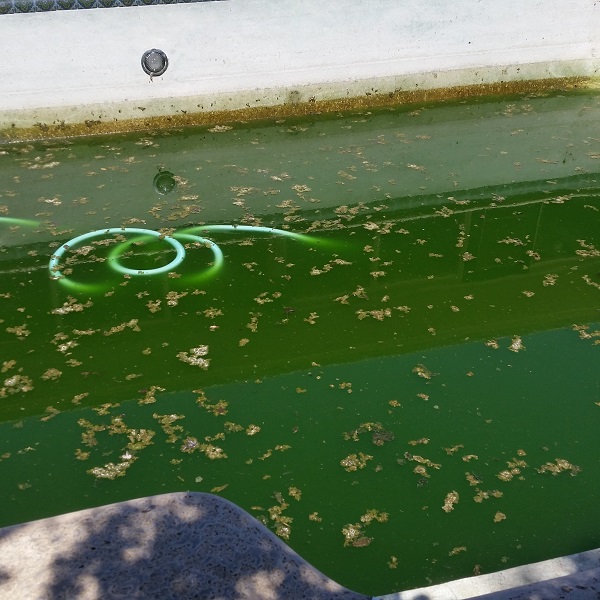 Algae Removal